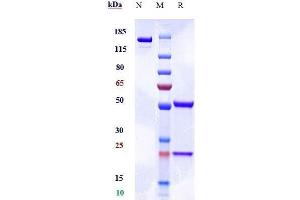 Anti-SIRPg / CD172g Reference Antibody (KWAR23) on SDS-PAGE under reducing (R) condition.