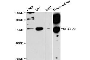 Western blot analysis of extracts of various cell lines, using SLC30A8 antibody (ABIN5995937) at 1:3000 dilution. (SLC30A8 antibody)