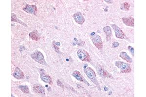 Anti-LINGO1 antibody IHC of human brain, hippocampus. (LINGO1 antibody  (C-Term))