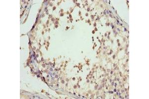 Immunohistochemistry of paraffin-embedded human testis tissue using ABIN7160688 at dilution of 1:100 (GNS antibody  (AA 293-552))