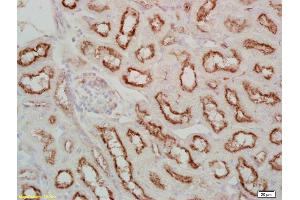 Formalin-fixed and paraffin embedded mouse kidney labeled Anti-Fx1A Polyclonal Antibody, Unconjugated (ABIN675159) at 1:200, followed by conjugation to the secondary antibody and DAB staining (Fx1a antibody)