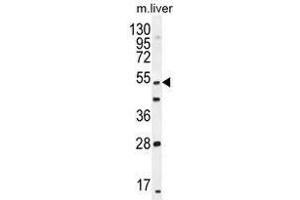 THEMIS Antibody (C-term) western blot analysis in mouse liver tissue lysates (35 µg/lane). (THEMIS antibody  (C-Term))