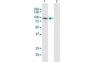 Western Blot analysis of GAB2 expression in transfected 293T cell line by GAB2 MaxPab polyclonal antibody. (GAB2 antibody  (AA 1-676))