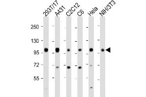 All lanes : Anti-IGF1 Receptor (IGF1R) Antibody (C-term) at 1:2000 dilution Lane 1: 293T/17 whole cell lysate Lane 2: A431 whole cell lysate Lane 3: C2C12 whole cell lysate Lane 4: C6 whole cell lysate Lane 5: Hela whole cell lysate Lane 6: NIH/3T3 whole cell lysate Lysates/proteins at 20 μg per lane. (IGF1R antibody  (C-Term))