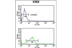 POLE3 Antibody (N-term) (ABIN391484 and ABIN2841453) flow cytometry analysis of K562 cells (bottom histogram) compared to a negative control cell (top histogram). (POLE3 antibody  (N-Term))