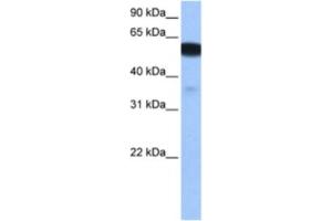 Western Blotting (WB) image for anti-Na+/H+ Exchanger Domain Containing 1 (NHEDC1) antibody (ABIN2463480) (NHEDC1 antibody)