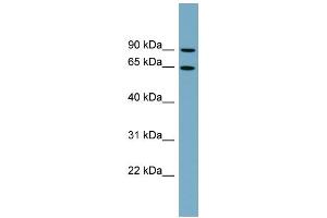 WB Suggested Anti-SLC12A8 Antibody Titration:  0.