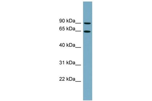 SLC12A8 Antikörper  (N-Term)