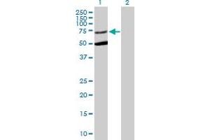 Western Blot analysis of STXBP3 expression in transfected 293T cell line by STXBP3 MaxPab polyclonal antibody. (STXBP3 antibody  (AA 1-592))