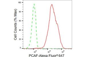 Flow cytometric analysis of PCAF expression in HT- cells using PCAF antibody (ABIN7799154), 1:2,000). (Recombinant KAT2B antibody)