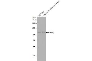 Dystroglycan antibody