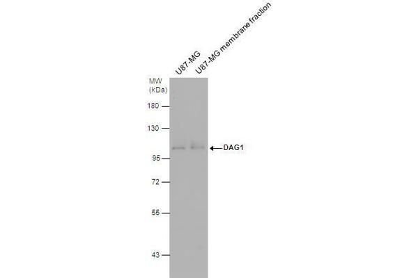 Dystroglycan antibody