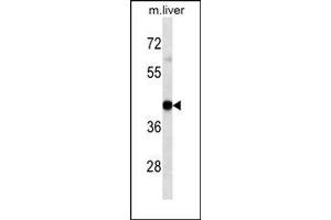 HLA-A Antibody western blot analysis in mouse Liver tissue lysates (35 μg/lane). (HLA-A antibody  (AA 70-99))