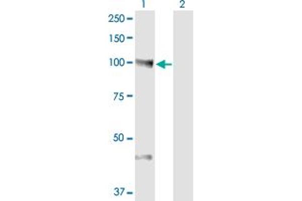 NEDD9 antibody  (AA 101-200)