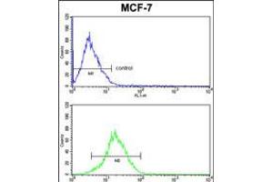 KRT13 Antibody FC analysis of MCF-7 cells (bottom histogram) compared to a negative control cell (top histogram). (Cytokeratin 13 antibody  (N-Term))