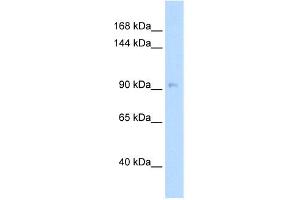 WB Suggested Anti-NEDD9 Antibody Titration:  5. (NEDD9 antibody  (Middle Region))