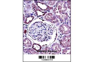 BMP7 Antibody immunohistochemistry analysis in formalin fixed and paraffin embedded human kidney tissue followed by peroxidase conjugation of the secondary antibody and DAB staining.