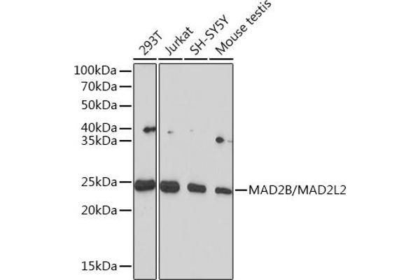 MAD2L2 antibody