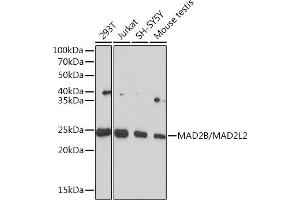 MAD2L2 anticorps
