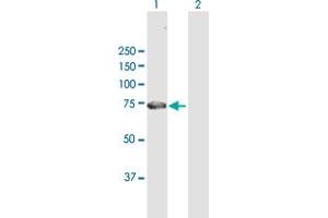 Western Blot analysis of GAS6 expression in transfected 293T cell line by GAS6 MaxPab polyclonal antibody. (GAS6 antibody  (AA 1-678))