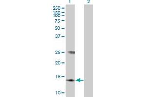 Western Blot analysis of MGST3 expression in transfected 293T cell line by MGST3 MaxPab polyclonal antibody. (MGST3 antibody  (AA 1-152))