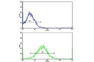 Flow cytometric analysis of K562 cells using TH antibody (bottom histogram) compared to a negative control (top histogram).