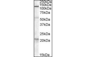 Image no. 2 for anti-Diacylglycerol Lipase, alpha (DAGLA) (C-Term) antibody (ABIN375189) (DAGLA antibody  (C-Term))