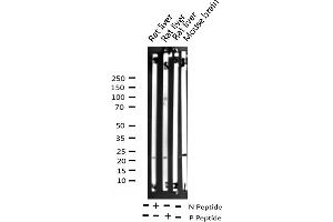 Western Blotting (WB) image for anti-BCL2-Associated Agonist of Cell Death (BAD) (pSer155) antibody (ABIN6256155)