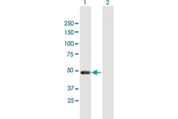 PELI2 anticorps  (AA 1-420)