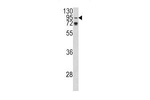 Western blot analysis of AGO1 Antibody (N-term) (ABIN390473 and ABIN2840839) in K562 cell line lysates (35 μg/lane). (AGO1 antibody  (N-Term))