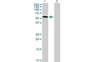 NUP50 antibody  (AA 1-468)