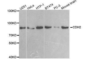 Western blot analysis of extracts of various cell lines, using CDH2 antibody. (N-Cadherin antibody)