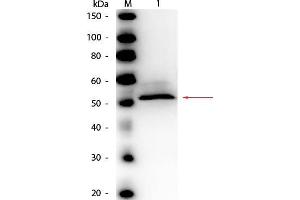 Western Blot of Rabbit anti-Hexokinase Antibody Peroxidase Conjugated. (Hexokinase antibody  (HRP))
