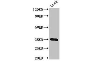 Western Blot Positive WB detected in: Mouse lung tissue All lanes: DPM1 antibody at 3 μg/mL Secondary Goat polyclonal to rabbit IgG at 1/50000 dilution Predicted band size: 30 kDa Observed band size: 30 kDa (DPM1 antibody  (AA 2-260))