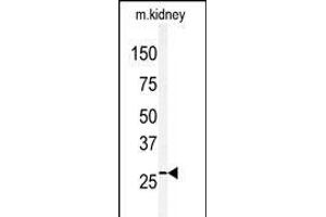 Western blot analysis of anti-CLDN2 Antibody (C-term) (ABIN390292 and ABIN2840731) in mouse kidney tissue lysates (35 μg/lane). (Claudin 2 antibody  (C-Term))