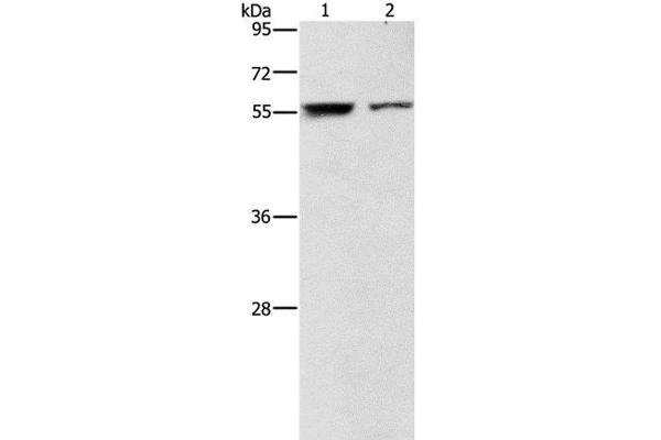 ARHGAP15 anticorps