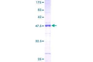 SRSF2 Protein (AA 1-179) (GST tag)
