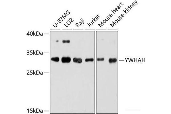 14-3-3 eta antibody