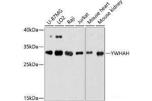 Western blot analysis of extracts of various cell lines using YWHAH Polyclonal Antibody at dilution of 1:3000. (14-3-3 eta antibody)