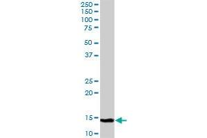 C19orf10 MaxPab polyclonal antibody. (C19orf10 antibody  (AA 1-173))