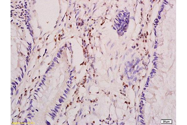 KIAA1524 antibody  (AA 601-700)