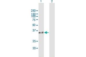 Western Blot analysis of RLBP1 expression in transfected 293T cell line by RLBP1 MaxPab polyclonal antibody.