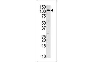 Western blot analysis of anti-HK3 Pab (ABIN392754 and ABIN2842206) in Hela cell line lysate (35 μg/lane). (HK3 antibody  (N-Term))