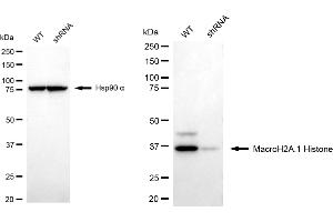Western blotting analysis using macroH2A. (Recombinant Histone, H2A1, Macro antibody)