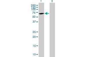 Western Blot analysis of PRCP expression in transfected 293T cell line by PRCP MaxPab polyclonal antibody. (PRCP antibody  (AA 1-496))