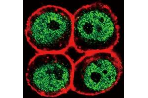 Confocal immunofluorescent analysis of PCNA Antibody (Center) (ABIN389345 and ABIN2839454) with Hela cell followed by Alexa Fluor 488-conjugated goat anti-rabbit lgG (green). (PCNA antibody  (AA 89-117))