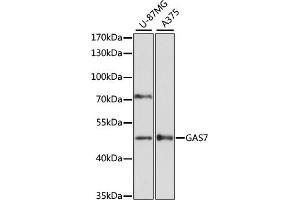 Western blot analysis of extracts of various cell lines, using G antibody (ABIN6130421, ABIN6140970, ABIN6140972 and ABIN6218456) at 1:3000 dilution. (GAS7 antibody  (AA 1-412))