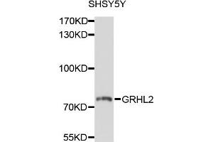 Western blot analysis of extracts of SHSY5Y cells, using GRHL2 antibody. (GRHL2 antibody)