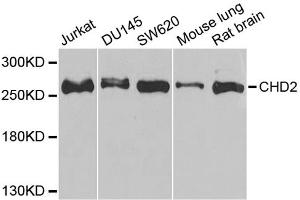 Western blot analysis of extracts of various cell lines, using CHD2 antibody (ABIN1980262) at 1:1000 dilution. (CHD2 antibody)