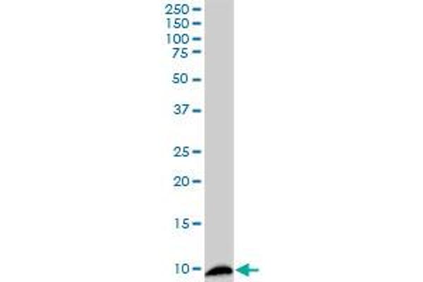 s100a4 antibody  (AA 1-101)